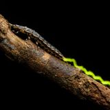 Chien Lee | cupoty.com