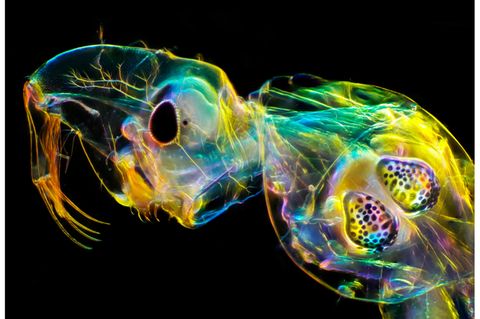 Andrei Savitsky | cupoty.com