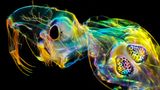 Andrei Savitsky | cupoty.com