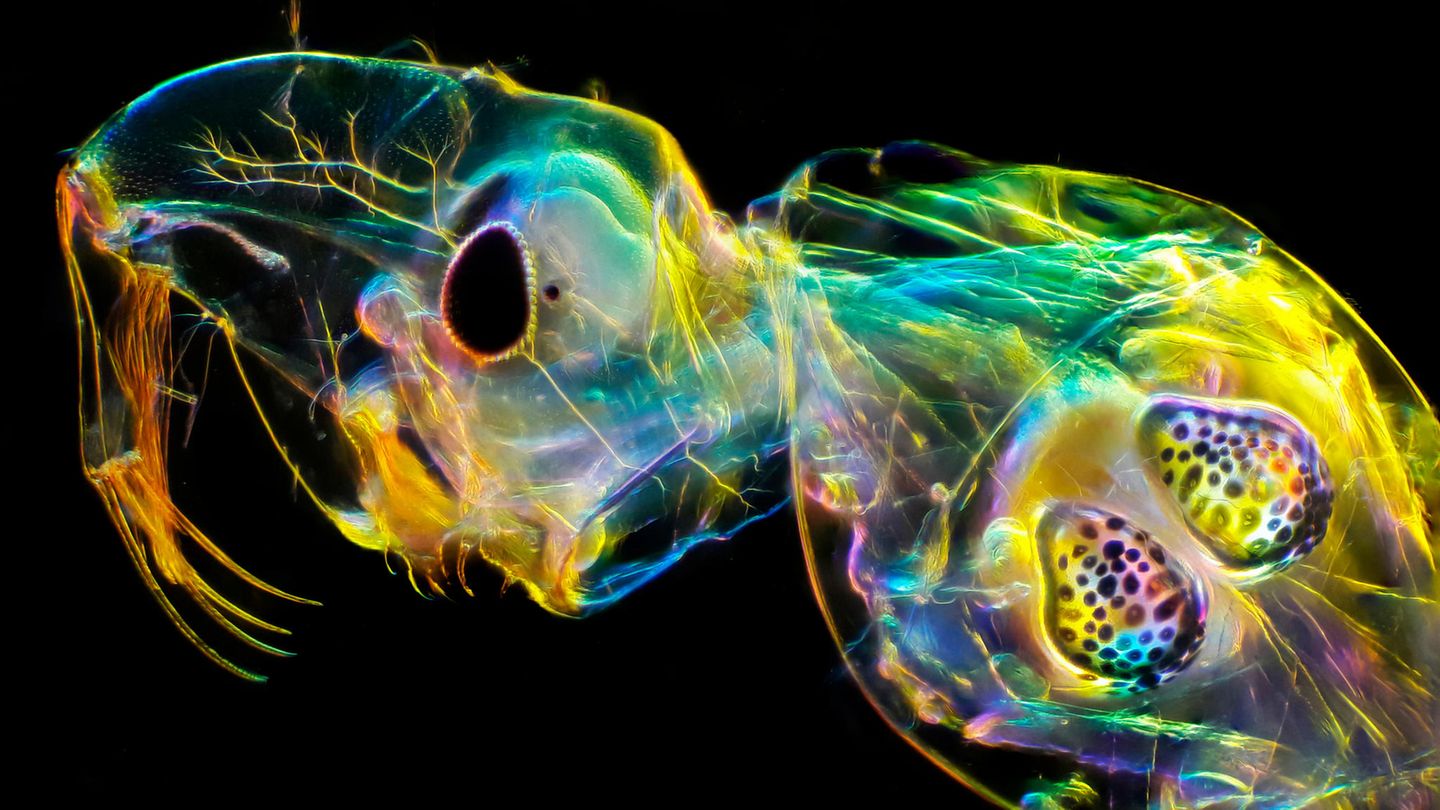 Andrei Savitsky | cupoty.com