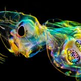 Andrei Savitsky | cupoty.com