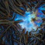 Csaba Daroczi | cupoty.com