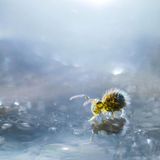 Tamas KONCZ-BISZTRICZ | cupoty.com