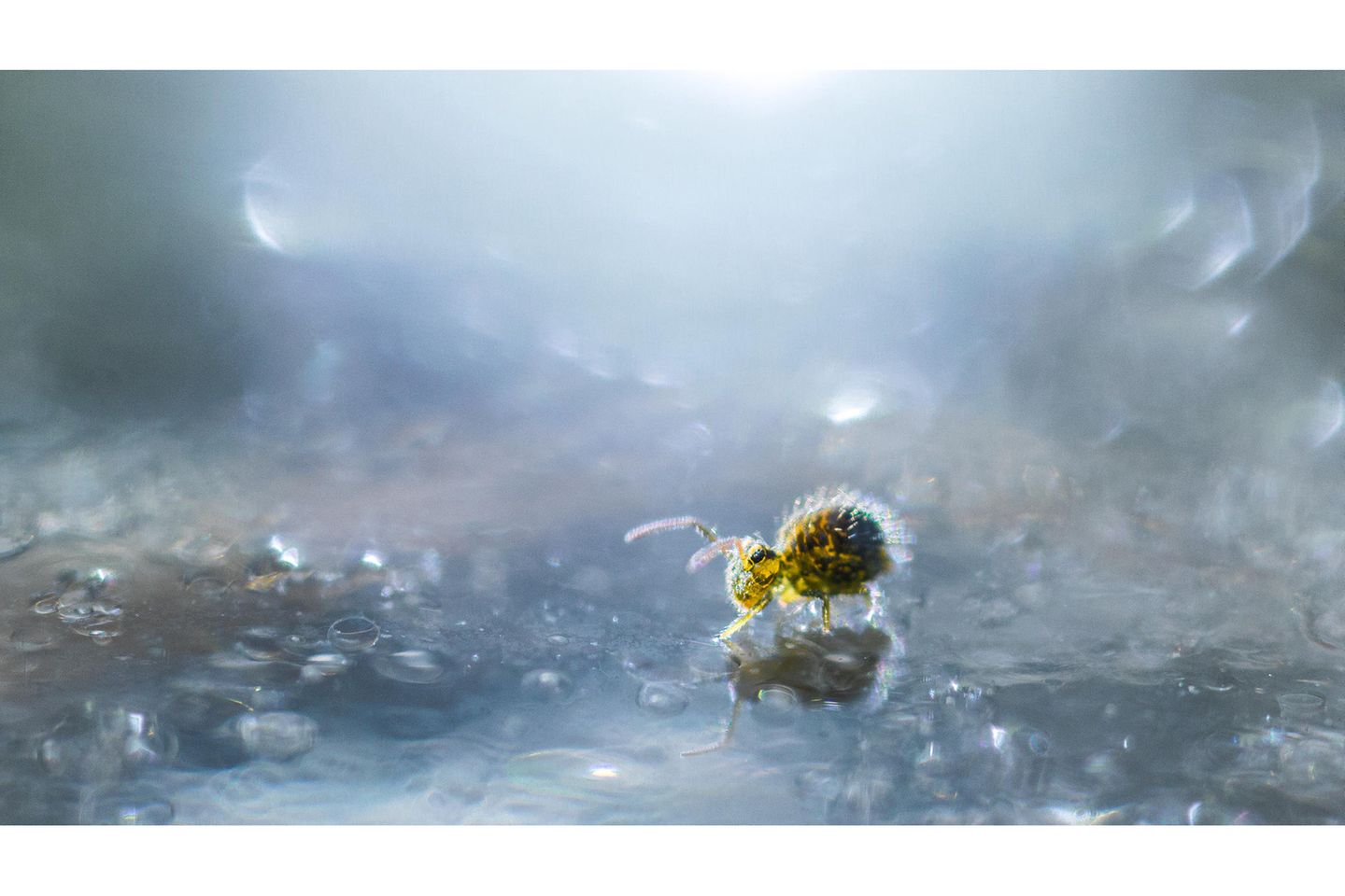 Tamas KONCZ-BISZTRICZ | cupoty.com Tamas KONCZ-BISZTRICZ | cupoty.com