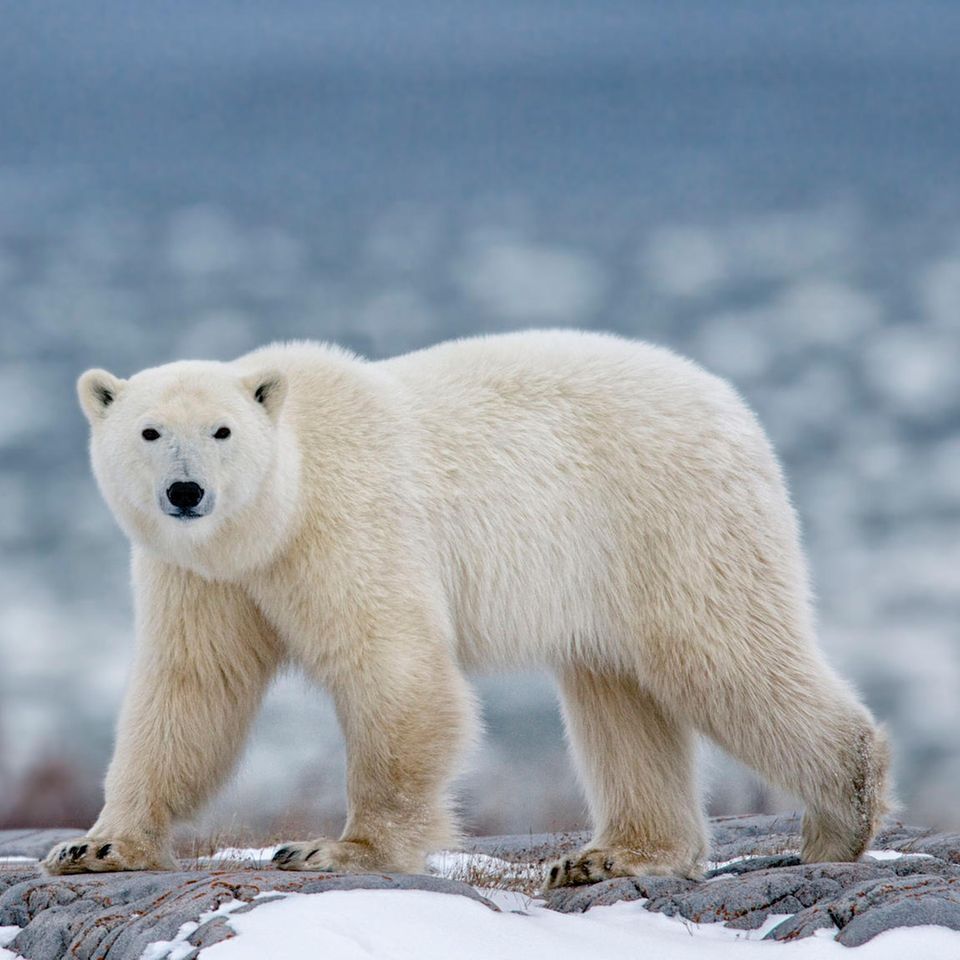 Eisbär in der Arktis