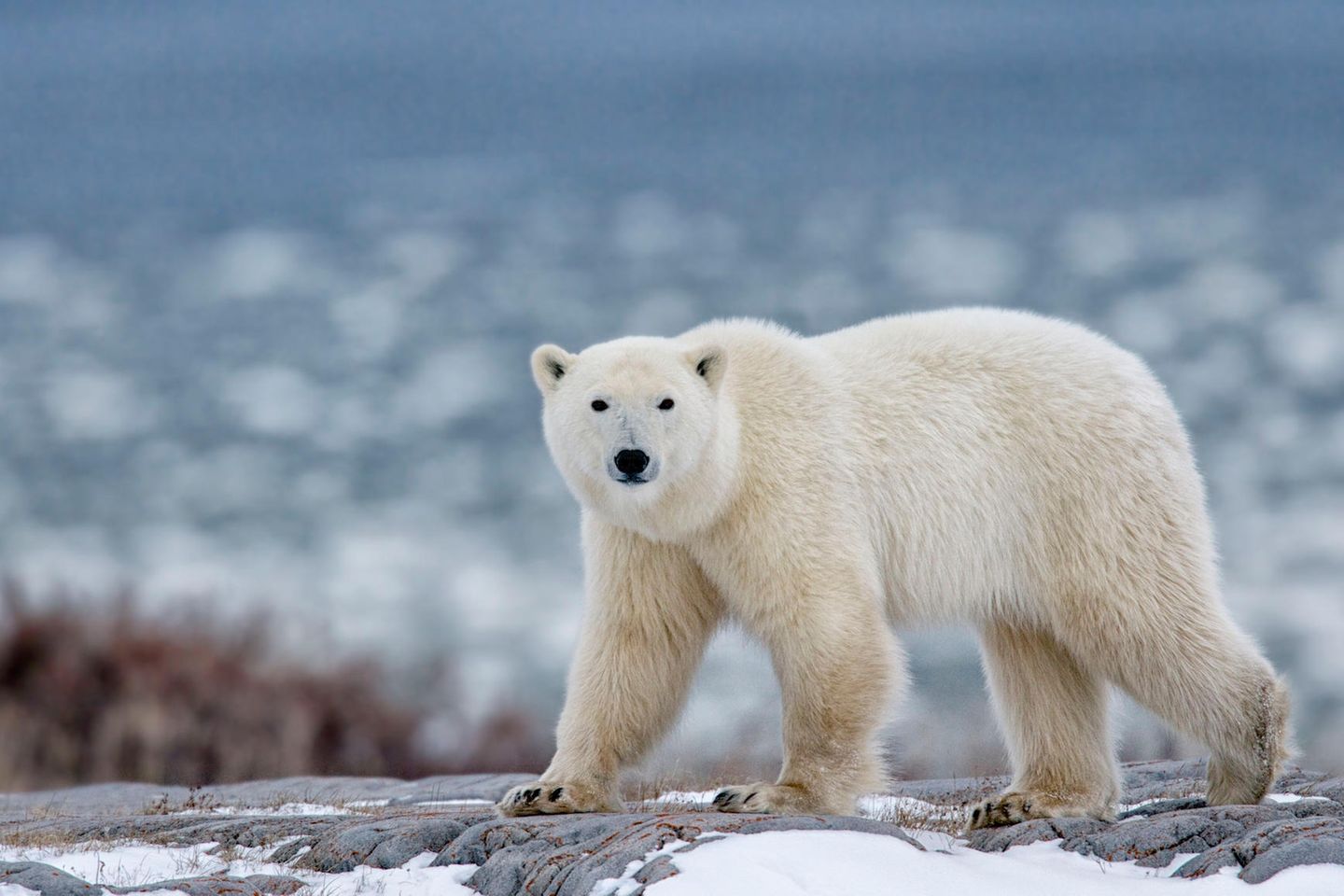 Eisbär in der Arktis