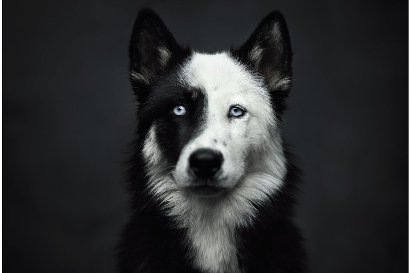 Vincent Lagrange - Dogs