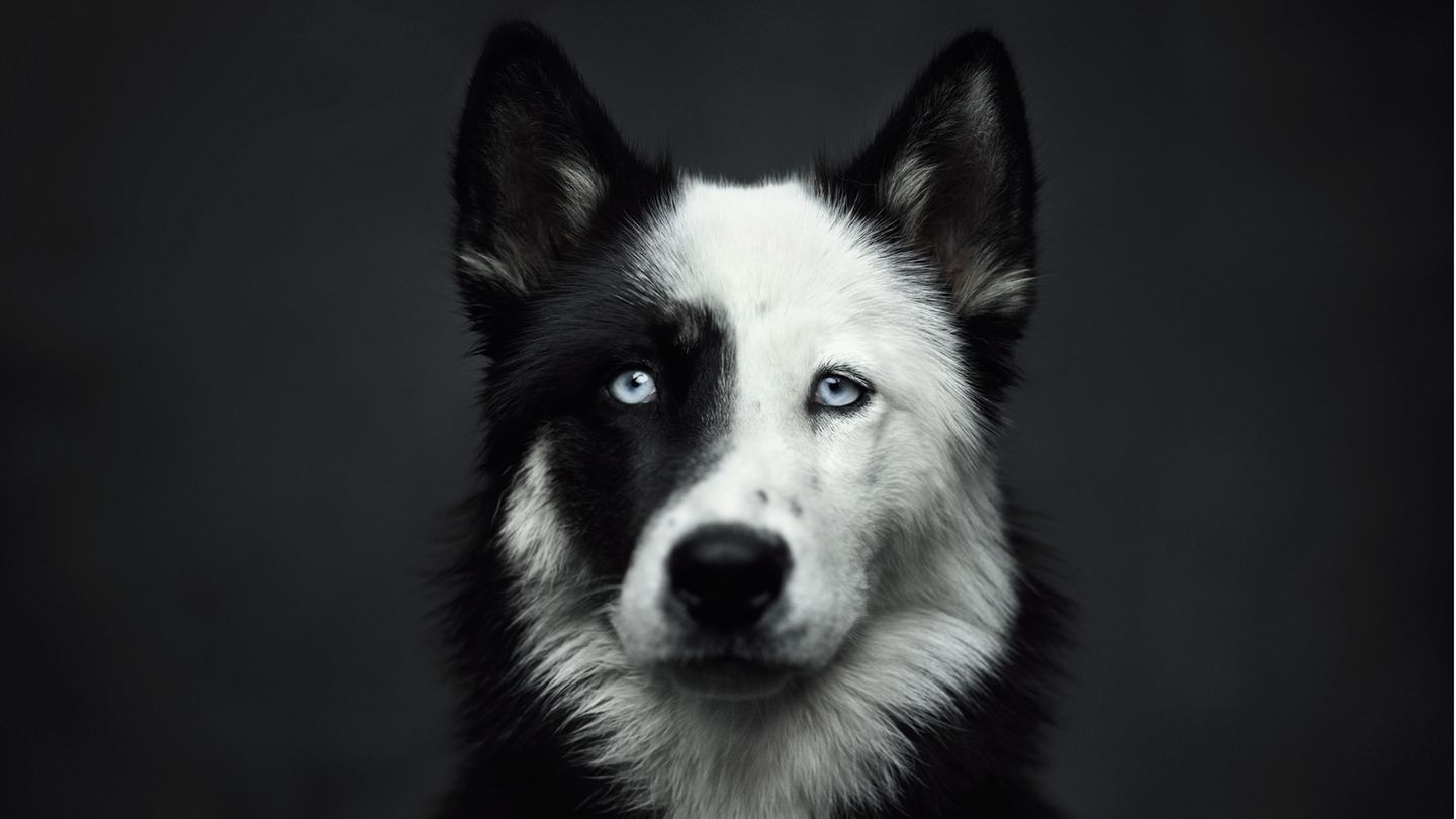 Vincent Lagrange - Dogs