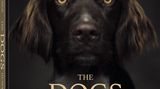 Vincent Lagrange - Dogs