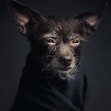 Vincent Lagrange - Dogs