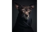 Vincent Lagrange - Dogs