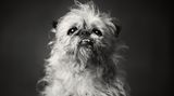 Vincent Lagrange - Dogs