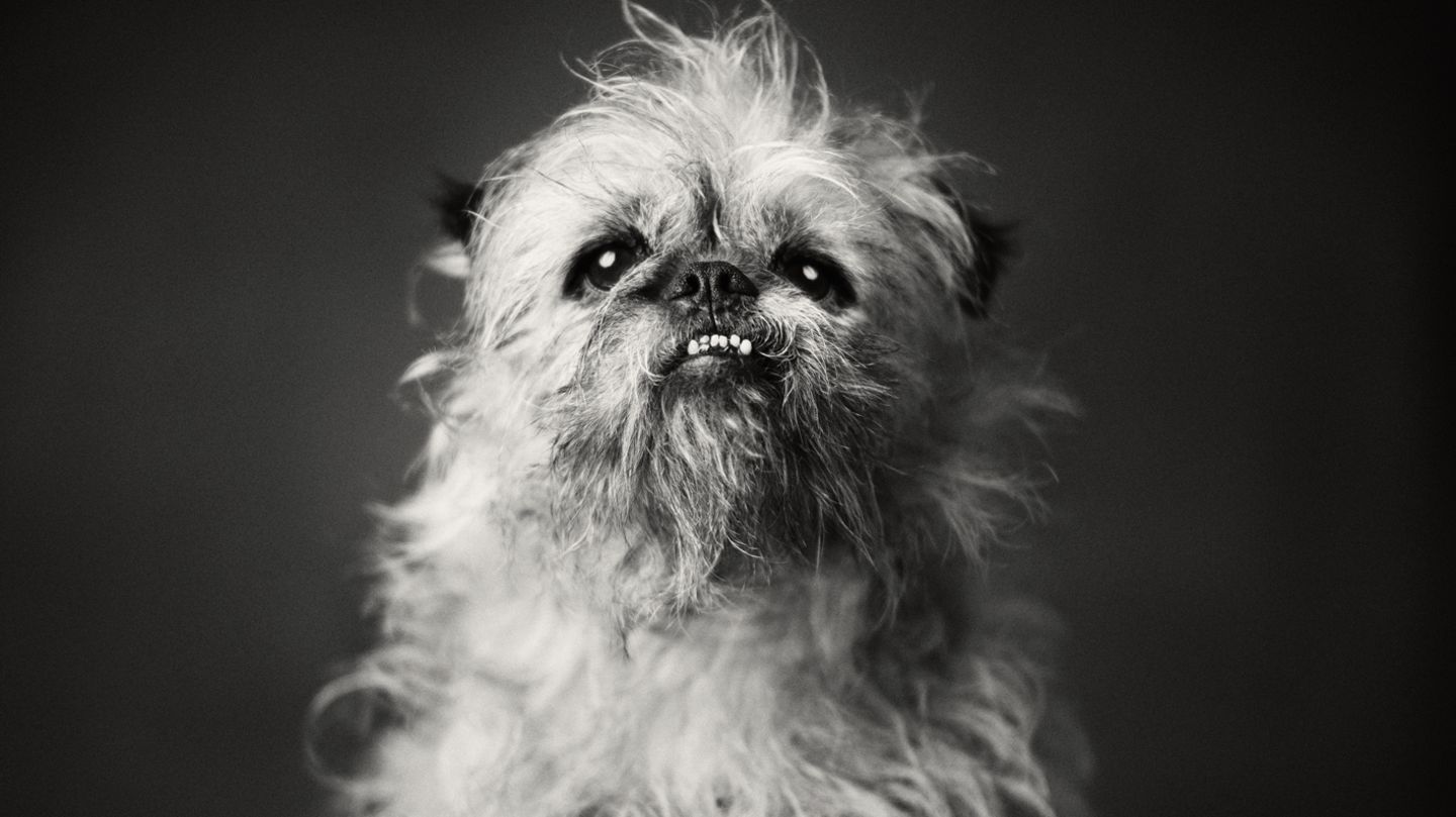 Vincent Lagrange - Dogs