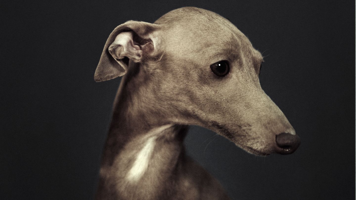 Vincent Lagrange - Dogs