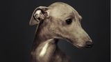 Vincent Lagrange - Dogs