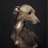 Vincent Lagrange - Dogs