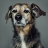 Vincent Lagrange - Dogs