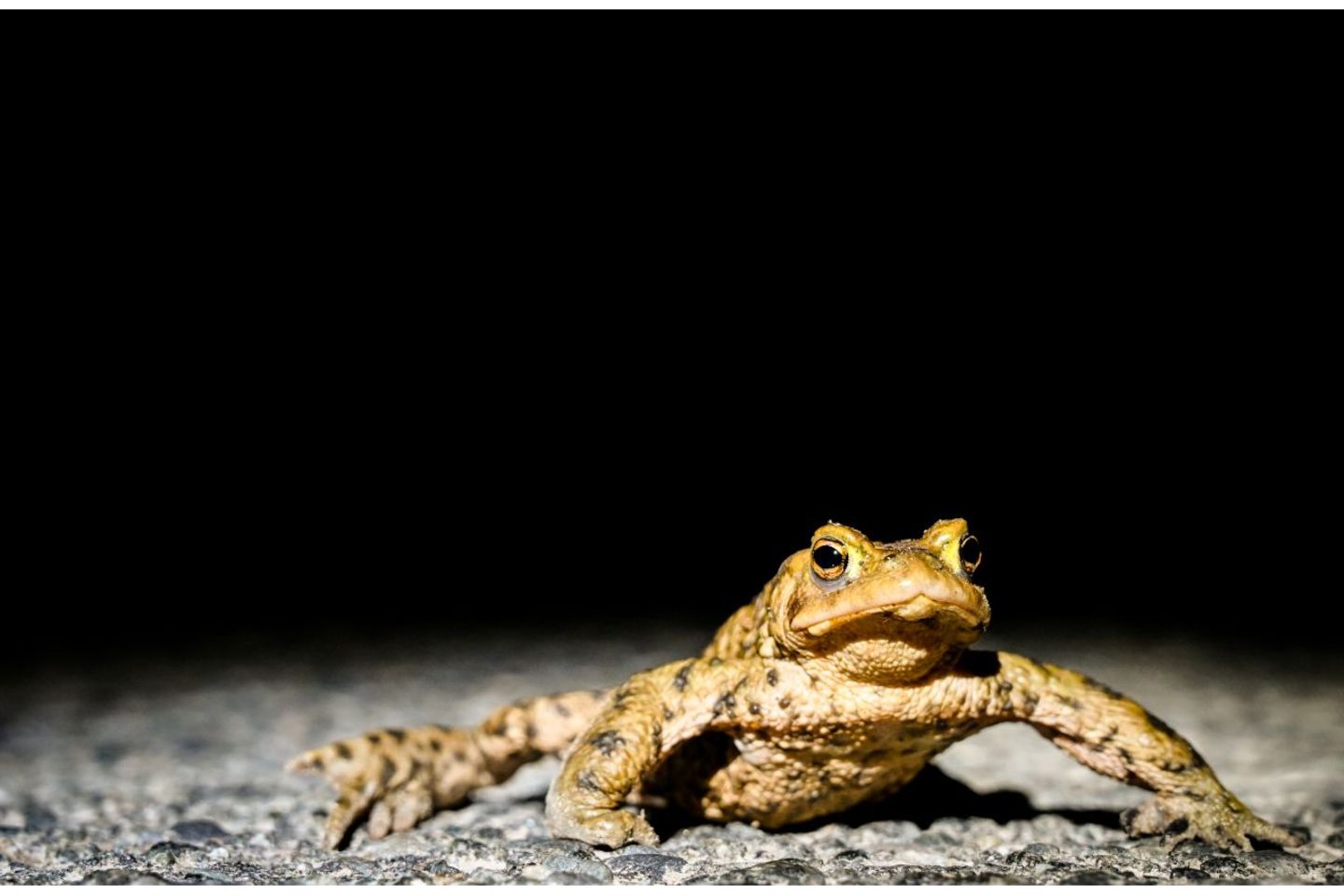 GEO LESERFOTO: 29.03.2021 "Diese Erdkröte wurde bei einer Sammelaktion auf der Straße gefunden und sicher zu ihrem Laichgewässer gebracht. Dieses Foto zeigt sowohl die Eingriffe in die Natur als auch die daraus resultierenden Probleme des menschlichen Handelns für die Natur und ihre Bewohner." Kamera: Nikon Z6 / 24-70mm Mehr Fotos von Maren Szymiczek 29.03.2021 "Diese Erdkröte wurde bei einer Sammelaktion auf der Straße gefunden und sicher zu ihrem Laichgewässer gebracht. Dieses Foto zeigt sowohl die Eingriffe in die Natur als auch die daraus resultierenden Probleme des menschlichen Handelns für die Natur und ihre Bewohner." Kamera: Nikon Z6 / 24-70mm Mehr Fotos von Maren Szymiczek