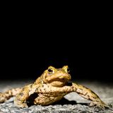 29.03.2021      "Diese Erdkröte wurde bei einer Sammelaktion auf der Straße gefunden und sicher zu ihrem Laichgewässer gebracht. Dieses Foto zeigt sowohl die Eingriffe in die Natur als auch die daraus resultierenden Probleme des menschlichen Handelns für die Natur und ihre Bewohner."  Kamera: Nikon Z6 / 24-70mm  Mehr Fotos von Maren Szymiczek