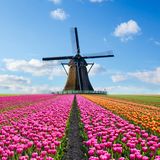 Tulpenfeld mit Windmühle in den Niederlanden