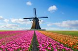 Tulpenfeld mit Windmühle in den Niederlanden