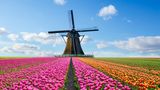 Tulpenfeld mit Windmühle in den Niederlanden