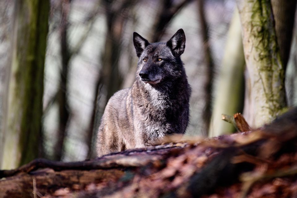 Wolfshybride Ronja steht im Wildgehege des Alternativen Bärenparks Worbis