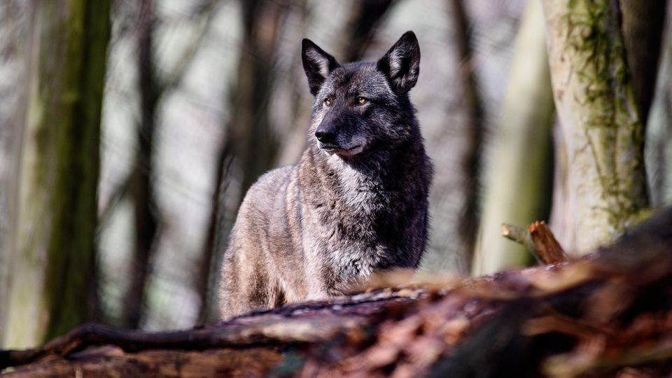 Haustier-Debatte: Wolfshybride Ronja steht im Wildgehege des Alternativen Bärenparks Worbis Wolfshybride Ronja steht im Wildgehege des Alternativen Bärenparks Worbis
