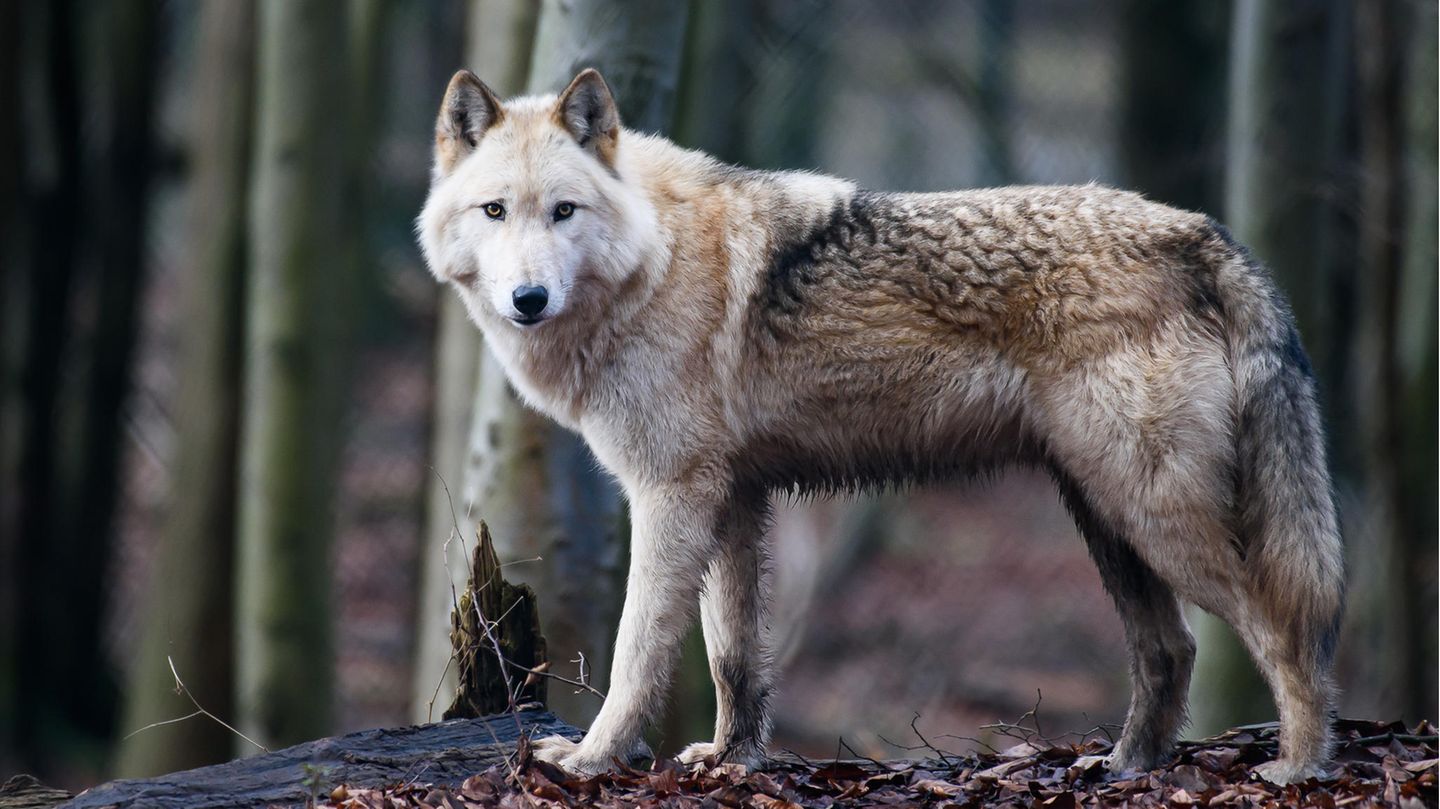 Wolfshybride Raik im Alternativen Bärenpark Worbis. Der Bärenpark dient auch als Auffangstation für Wolfshybriden