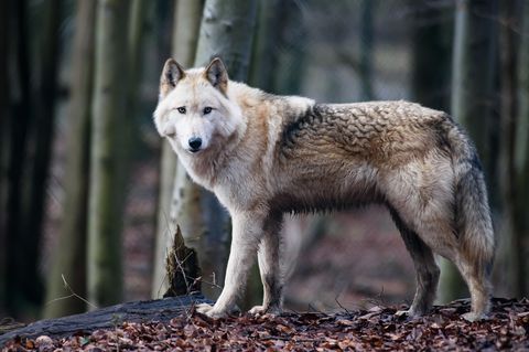 Wolfshybride Raik im Alternativen Bärenpark Worbis. Der Bärenpark dient auch als Auffangstation für Wolfshybriden