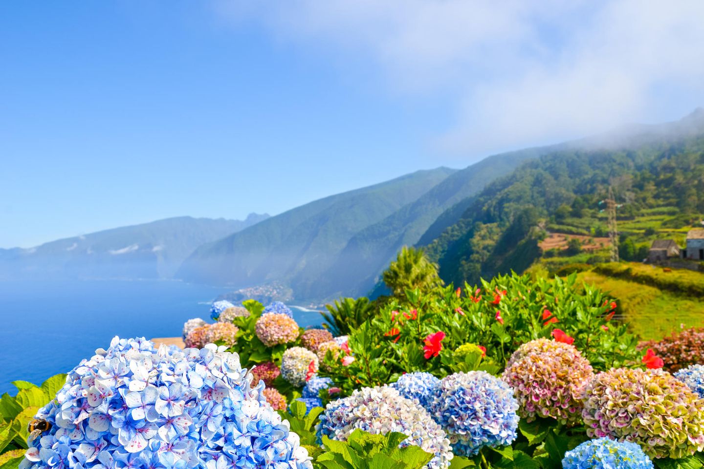 Blühende Hortensien im Frühling auf Madeira