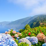 Blühende Hortensien im Frühling auf Madeira