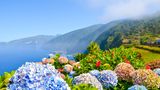Blühende Hortensien im Frühling auf Madeira