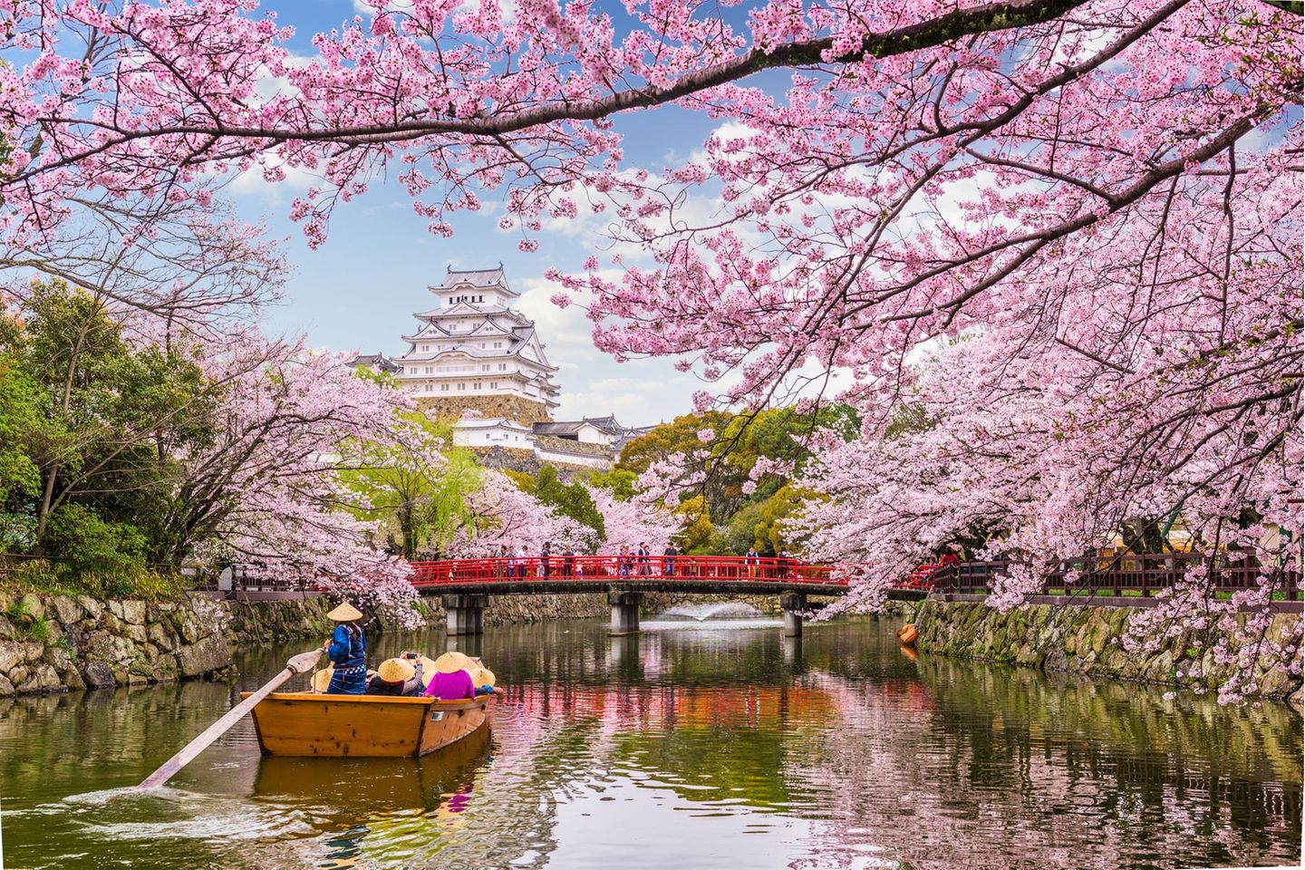 Kirschblüte in Japan mit Himeji Castle