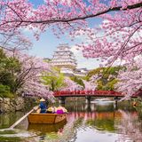 Kirschblüte in Japan mit Himeji Castle