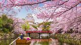 Kirschblüte in Japan mit Himeji Castle
