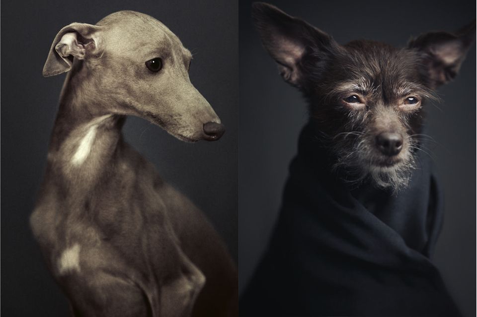 Vincent Lagrange - Dogs