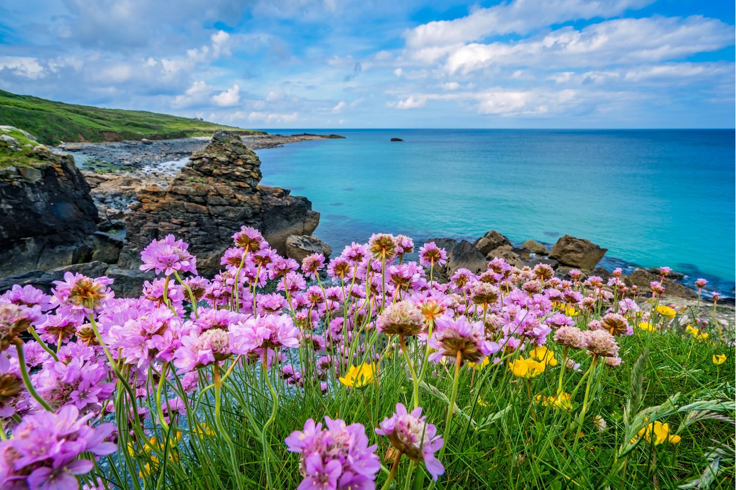 Blühende Meeresblumen an der Küste von St. Ives, Cornwall