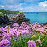 Blühende Meeresblumen an der Küste von St. Ives, Cornwall