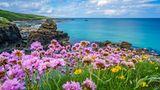 Blühende Meeresblumen an der Küste von St. Ives, Cornwall