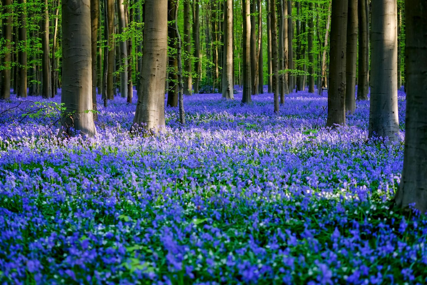 Blühender Hallerbos-Wald in Belgien im Frühling