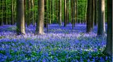 Belgien: Blütezeit im Hallerbos Blühender Hallerbos-Wald in Belgien im Frühling