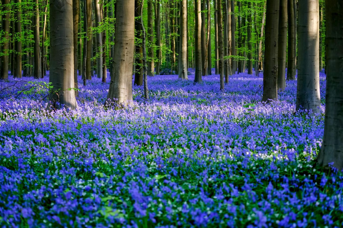 Belgien: Blütezeit im Hallerbos Blühender Hallerbos-Wald in Belgien im Frühling