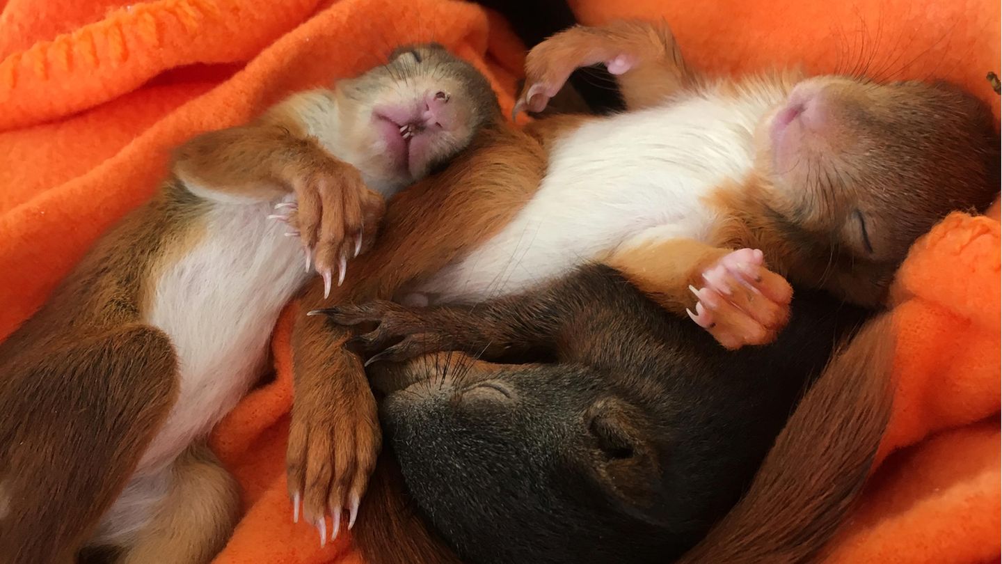 Paarungszeit: Eichhörnchen-Babys in Not: Erste Nager in Auffangstation