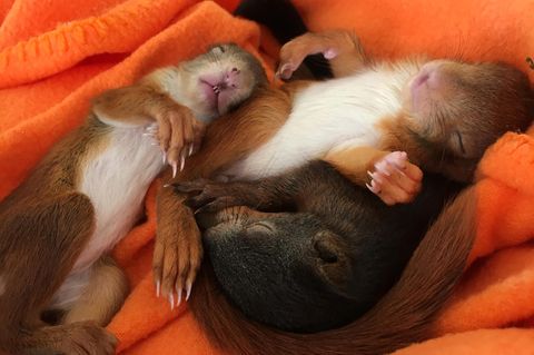 Paarungszeit: Eichhörnchen-Babys in Not: Erste Nager in Auffangstation
