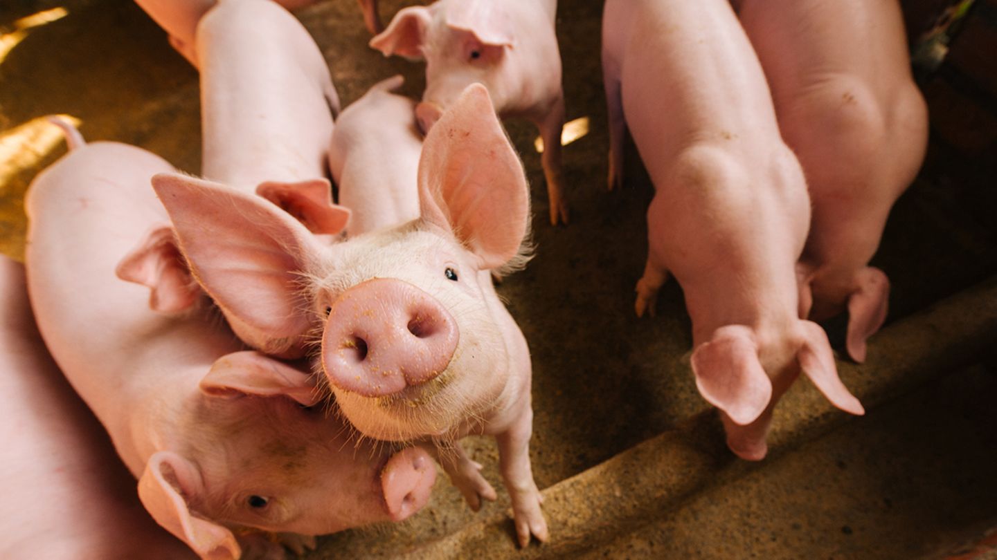 Das Bundeslandwirtschaftsministerium habe nicht geprüft, ob eine Anhebung der gesetzlichen Mindeststandards eine Alternative zu einem freiwilligen Tierwohllabel sei, kritisiert der Bundesrechnungshof