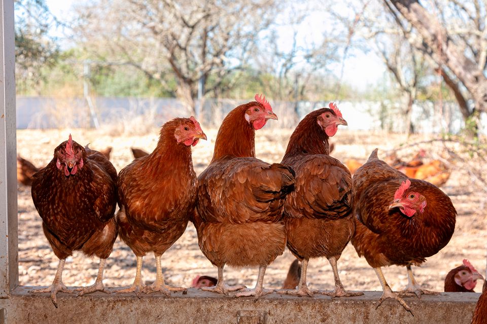 Hühner: Die wahren Osterheldinnen