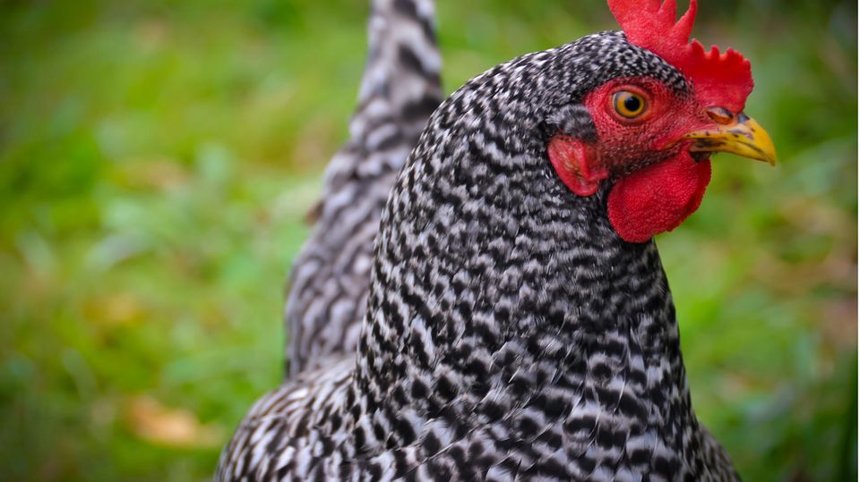 "Hühner sind besonders pfiffige und intelligente Tiere"