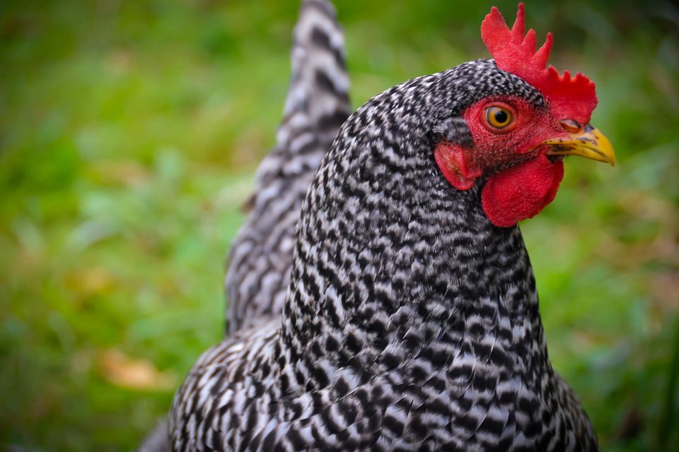 "Hühner sind besonders pfiffige und intelligente Tiere"
