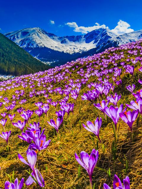 Chocholowska-Tal im Frühling, Polen